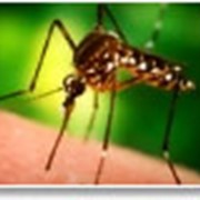 Инсектицид Биокил от летающих и ползающих насекомых. фото