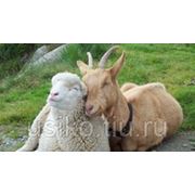 Комбикорм для овец и коз