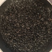 Семена подсолнечника калиброванные “Кулундинец“ фотография