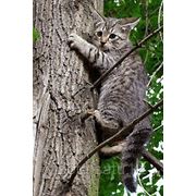 Снять кошку с дерева. Снять зависшие на дереве предметы