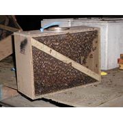 Бджолопакети фото
