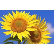 Отправка электронных форм налоговой отчетности