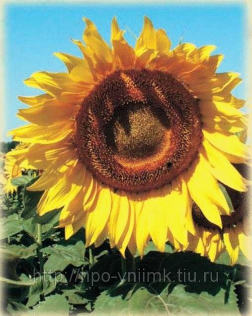 Подсолнечник спк. Подсолнечник спк. Сорт спк подсолнечник описание. Поле подсолнухов. Подсолнечник спк.
