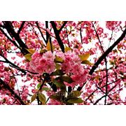 Саженцы сакура (японская вишня, Sakura Kanzan) фото