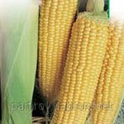 Кукуруза сахарная брусница фото