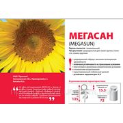 Семена подсолнечника Мегасан (производитель Лимагрейн, LG) фото