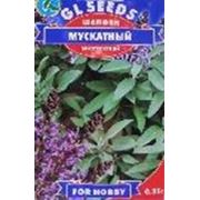 Семена пряные культуры Шалфей Мускатный 0,25 г фото