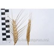 Семена озимой пшеницы Василиса, І-репродукции фото