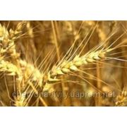 Семена озимой пшеницы Антоновка, элита фото