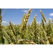 Семена озимой пшеницы Досконала, І-репродукция фото