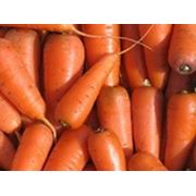 Морковь сорт «Самсон», мытая, шлифованная фото