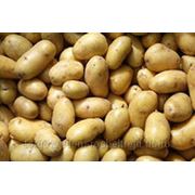 Продажа картофеля, урожай 2013 фото