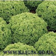 Семена салата Алеппо 5000 сем.Рийк цваан. фото