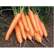 Морковь Рига F1 (калибр>1.6) 100 000 сем. Рийк Цваан. фото