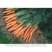 Морковь Каротан F1 50 гр. Рийк Цваан. фотография