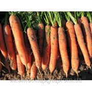 Морковь Зетор F1 (калибр<1.6) 1000000 сем. Рийк Цваан. фото