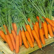 Морковь Саманта F1 100 000 сем. Саката. фотография