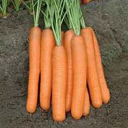 Морковь Монанта F1 250 гр. Рийк Цваан. фото