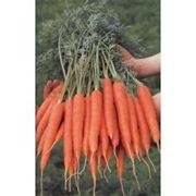 Морковь Магно F1 (калибр>1.6) 25 000 сем. Рийк Цваан. фото