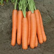 Морковь Морелия F1 (калибр<1.6) 25 000 сем. Рийк Цваан. фото
