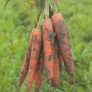 Морковь Трафорд F1 (калибр>1.6) 25 000 сем. Рийк Цваан. фото