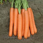 Морковь Морелия F1 (калибр<1.6) 1 000 000 сем. Рийк Цваан. фотография