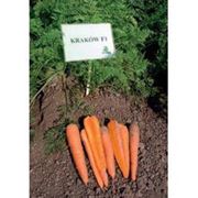 Морковь Краков F1 (калибр<1.6) 25 000 сем. Рийк Цваан. фото