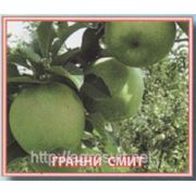 Яблоки купить Грани Смит фото
