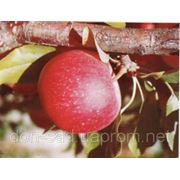 Саженцы яблуни “Гала Рояль“ фото