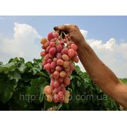 Саженцы винограда Анжелика фотография