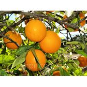 Испанский апельсин фото