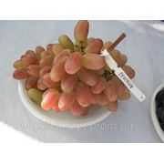 Черенки винограда Сенсация, Потомок Ризомата, Райский фотография