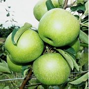 Саженцы яблони “Гренни Смит“ фото