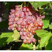 Саженцы винограда ПРЕОБРАЖЕНИЕ фотография