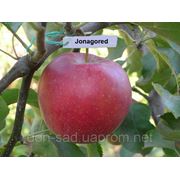 Саженцы яблони “Джонагоред супро“ фото