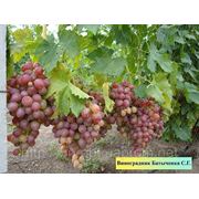 Саженцы винограда Ливия фото