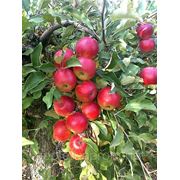 Яблука (яблоки) сорту — «Джонатан» ОПТОМ!!!