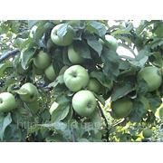 Яблука сорту — «Антоновка»