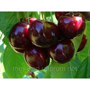 Саженцы плодовых ягодных деревьев черешни, Валерий Чкалов, от производителя мой сад фотография