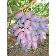 Саженцы винограда Незнакомка фотография