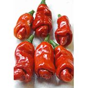 Penis Peppers,огненный, 5 семян ! Редкий вид!(БЕСПЛАТНАЯ ДОСТАВКА) купить фото