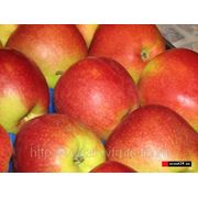 Яблоки из Польши фотография