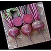 Свекла Детройт Дарк Ред 10 кг фото