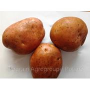 Продам польский картофель крупной фракции для чипсов для сетей фаст-фуда