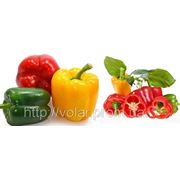 Перец Болгарский фото