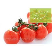 Помидоры черри органические (0,5 кг) фото