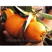 Апельсин оптом фото
