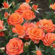 Саженцы сибирских роз (спрей) фото