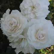 Саженцы сибирских роз (почвопокровные)