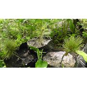 Кедр привитый низкорослый 25-30 см фото